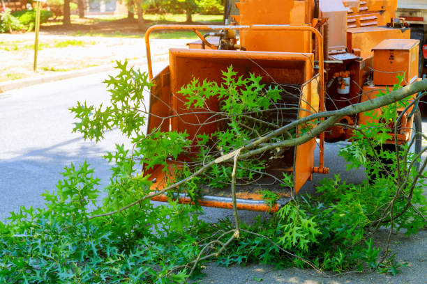 Professional Tree Service in Lansing, IL